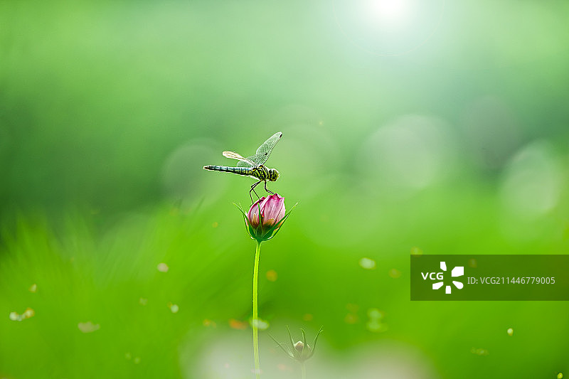 花朵上的蜻蜓圖片素材