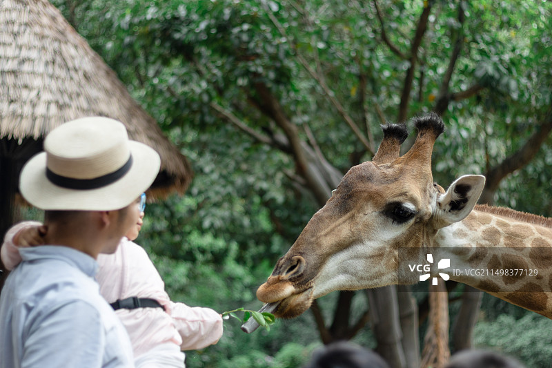中國爸爸帶著女兒在動物園游玩喂長頸鹿圖片素材
