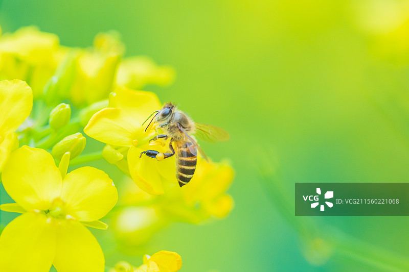 清明節油菜花圖片素材