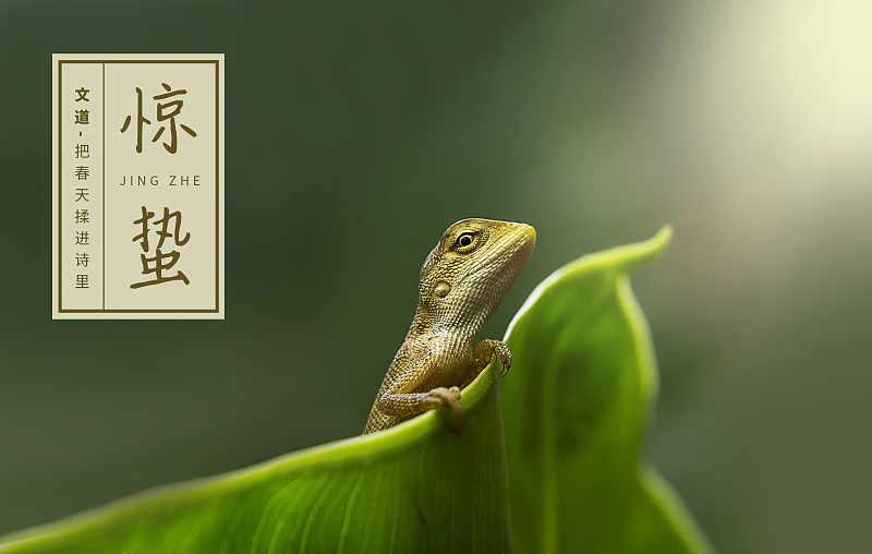 把春天揉進詩里