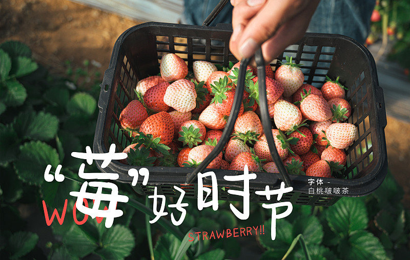 白桃啵啵茶