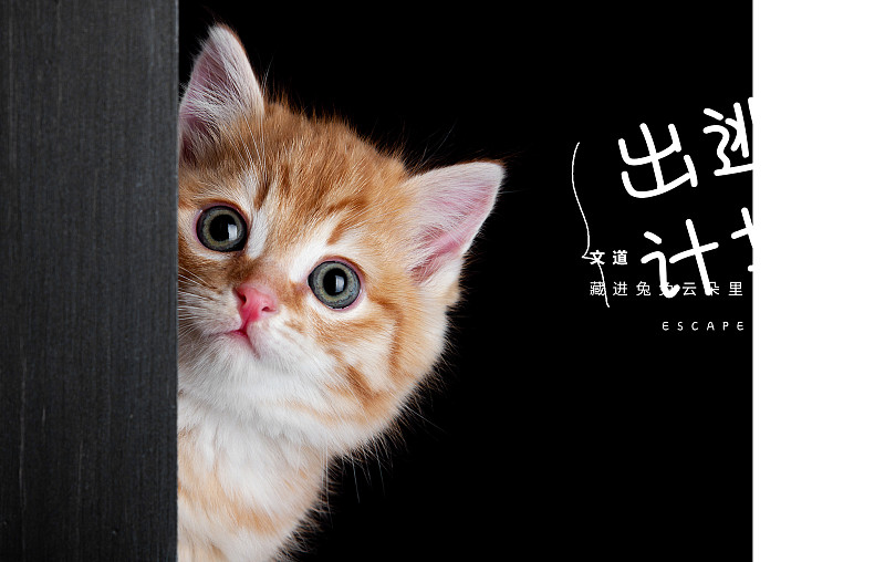 藏進兔兔云朵里