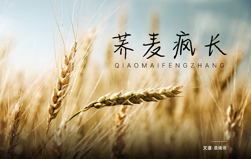 晨曦體