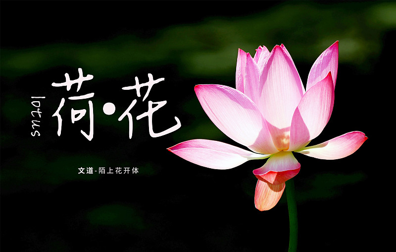 陌上花開體
