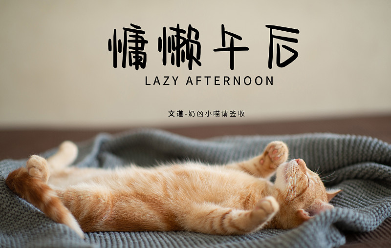 奶兇小喵請簽收