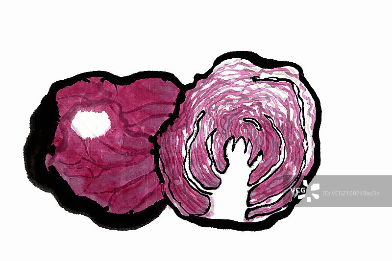 red cabbage图片素材