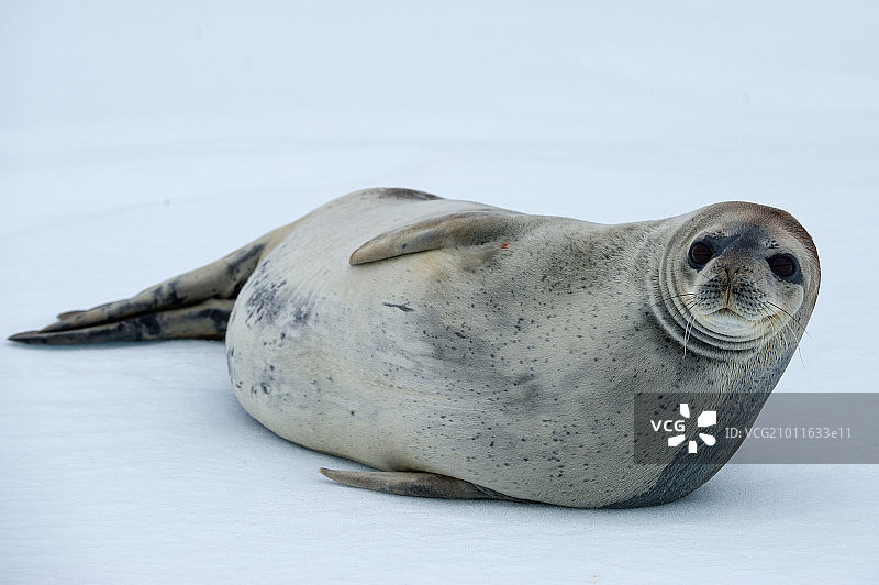 南极浮冰上的海豹图片素材