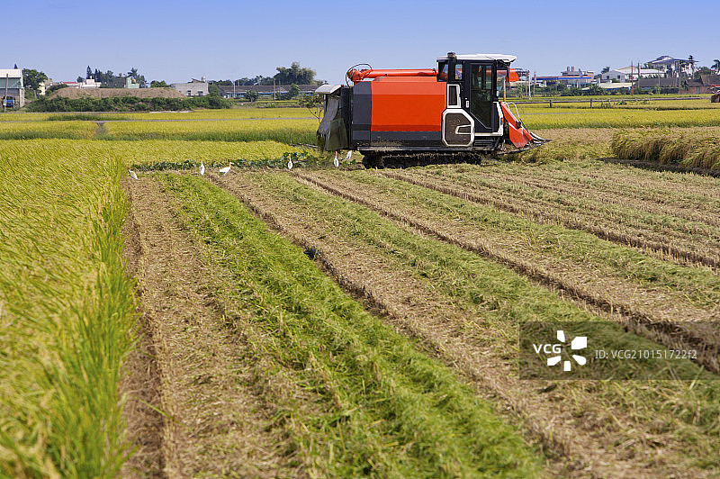 稻田,现代农业图片素材