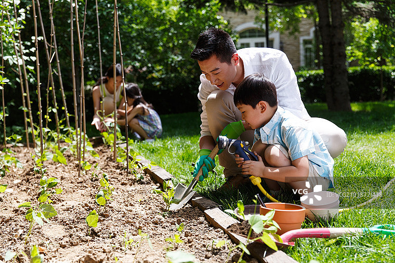 欢乐的家庭在菜园种菜图片素材