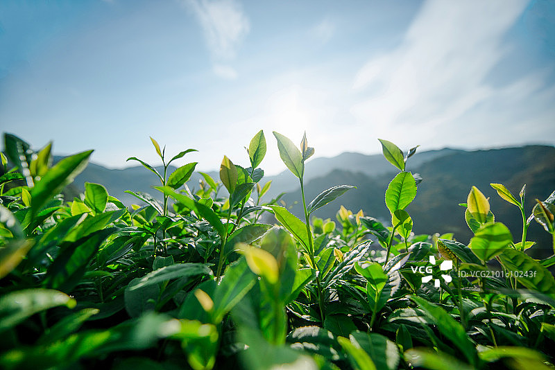 龙井茶园图片素材