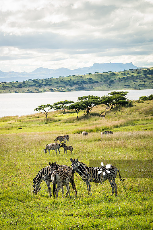南非草原图片素材