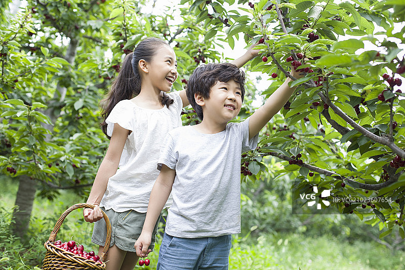 快乐的儿童在果园采摘樱桃图片素材