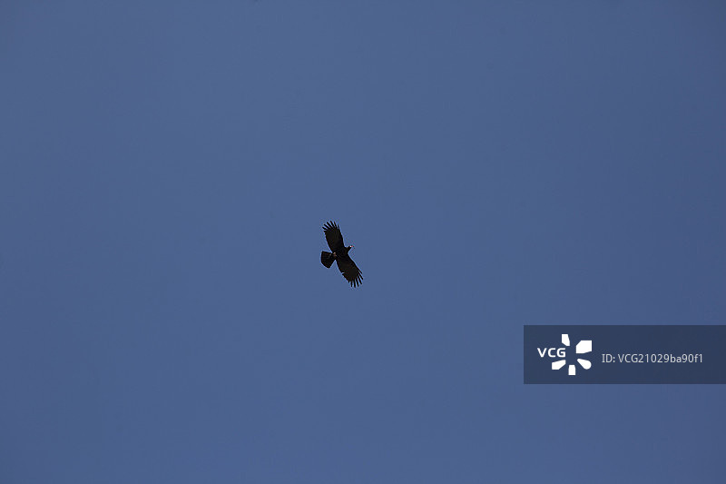 空中的雄鹰图片素材