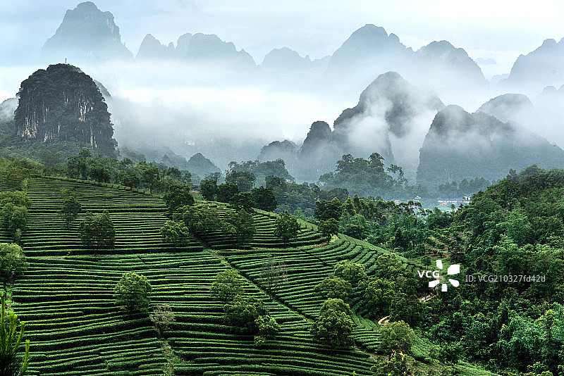 广东省英德市九龙镇茶园图片素材