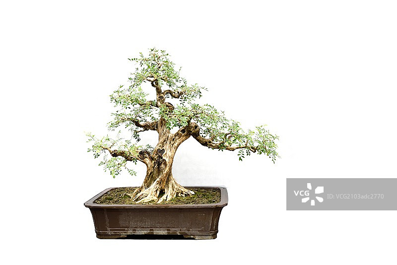 岭南盆景图片素材