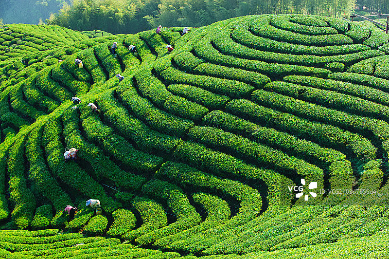 八卦茶园图片素材