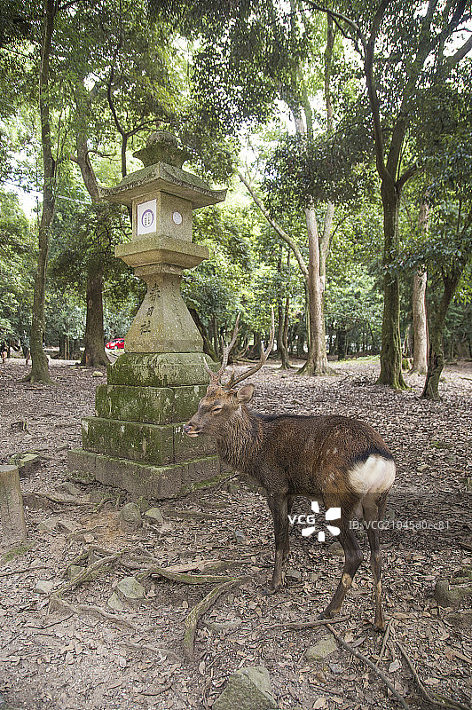 奈良公园,奈良,近畿,日本,亚洲,图片素材