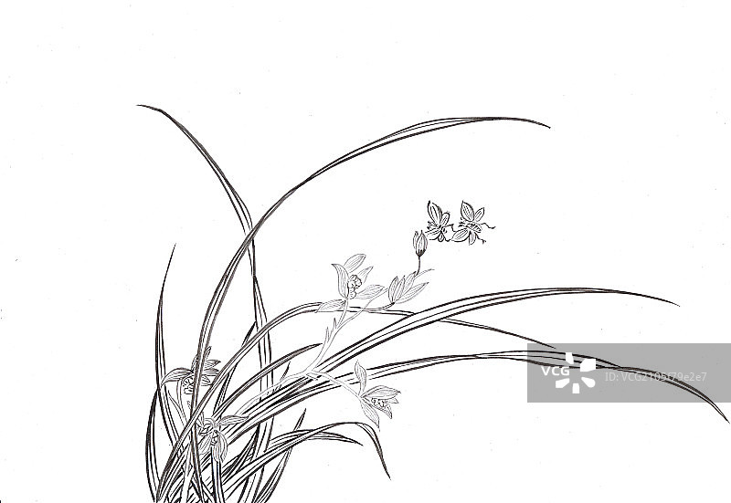 兰花与蜂图片素材