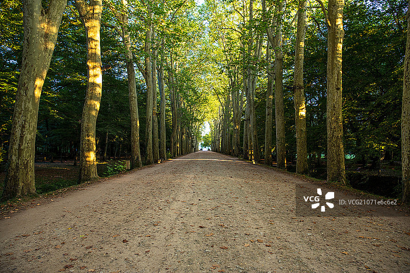 Tree-lined road at Chateau de Chenonceau, Loire Valley, France图片素材