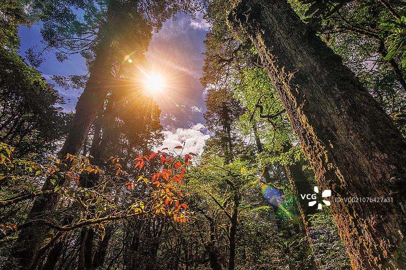 墨脱原始森林图片素材