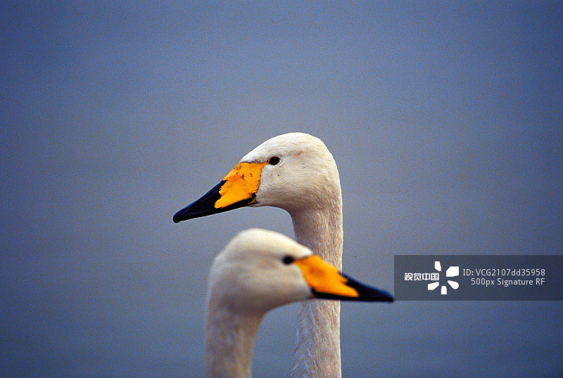 天鹅图片素材