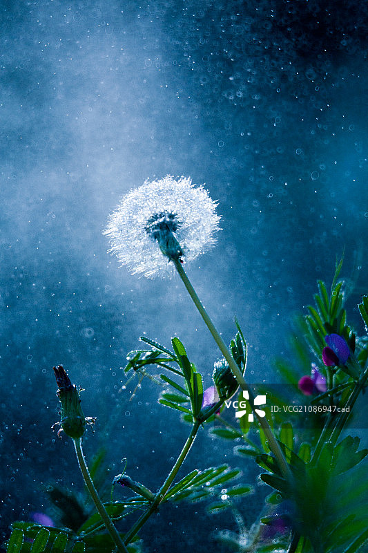 蒲公英图片素材