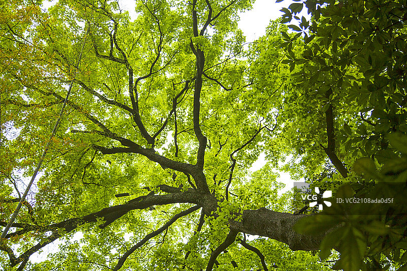 中国南方的树冠图片素材