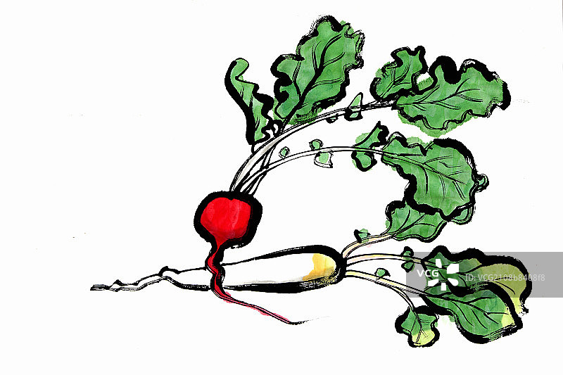 red radish图片素材