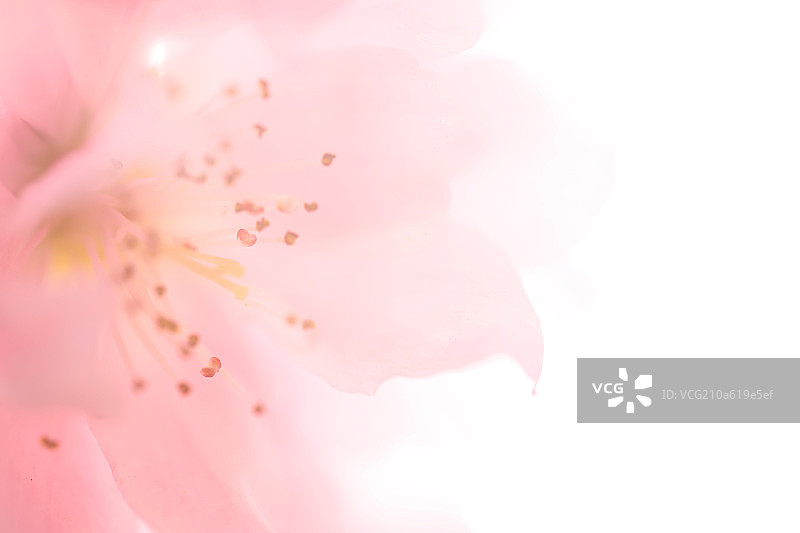 微拍春花浪漫概念图片素材
