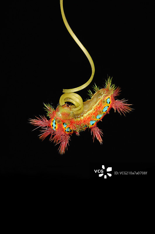 昆虫青刺蛾图片素材