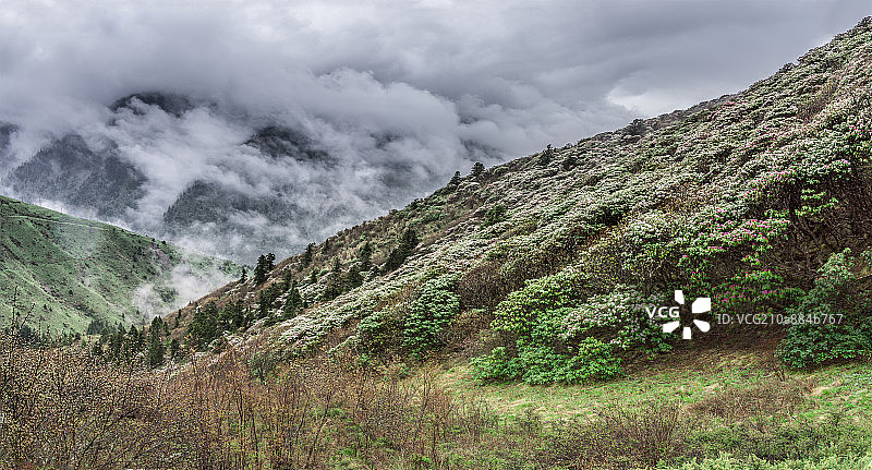 雪山和成片的杜鹃花图片素材