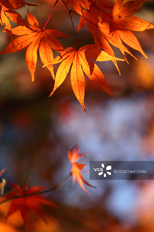 阳光照耀中的红叶图片素材