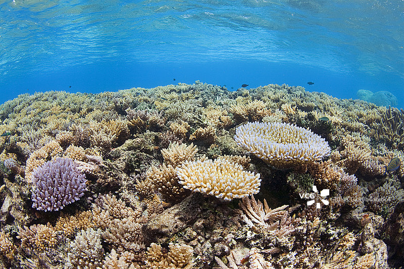 Coral reef, Chuuk, Micronesia图片素材