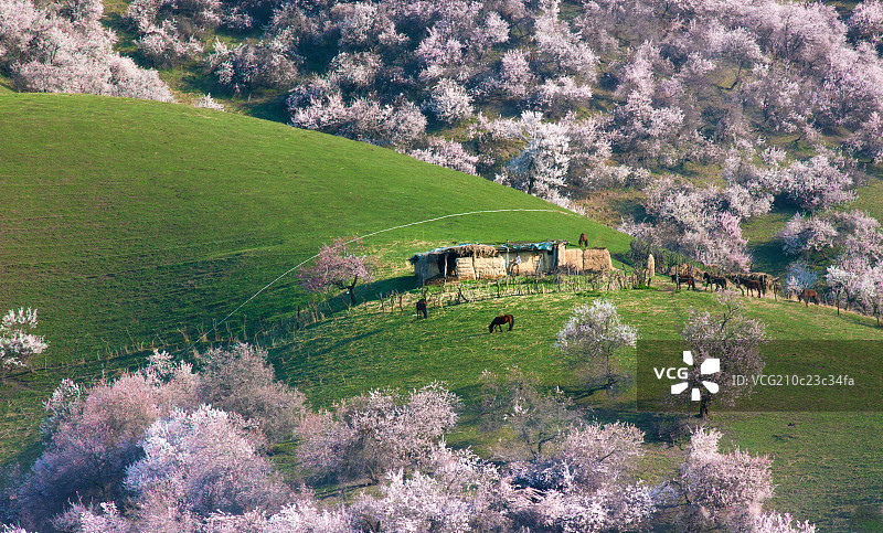 野杏林的春天图片素材
