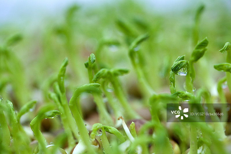 绿色的芽菜图片素材