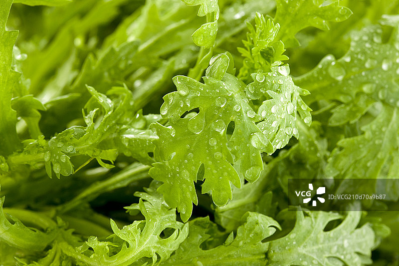 茼蒿特写图片素材