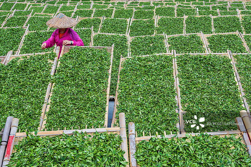 福建省武夷山采茶图片素材