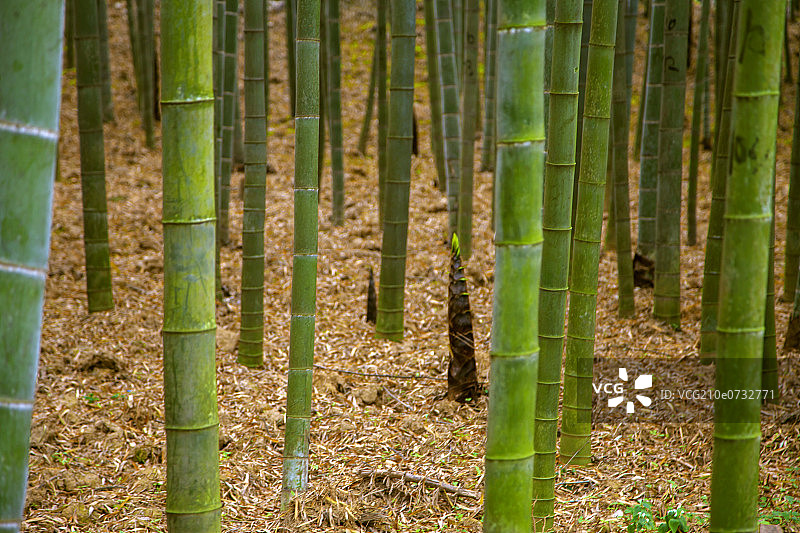 中国南方的竹笋图片素材