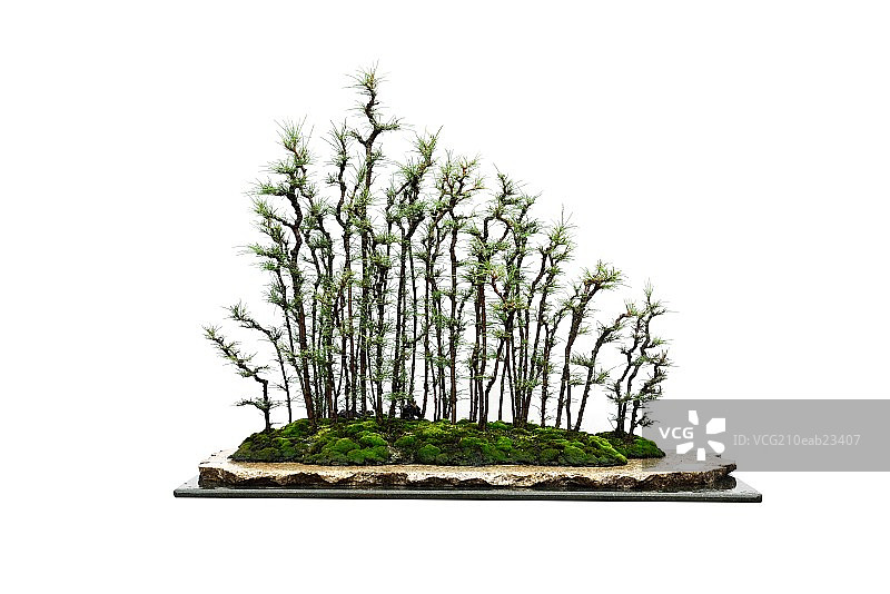 岭南盆景图片素材