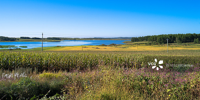 吉林省辉南县水稻大面积种植基地图片素材
