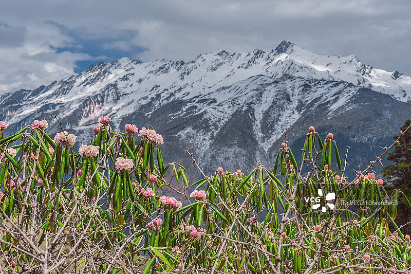 雪山和成片的杜鹃花图片素材