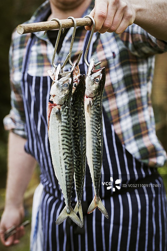 厨师拿着挂在钩子上的三条鲭鱼图片素材