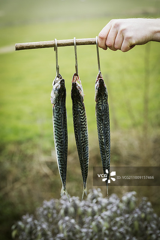 厨师拿着挂在钩子上的三条鲭鱼图片素材
