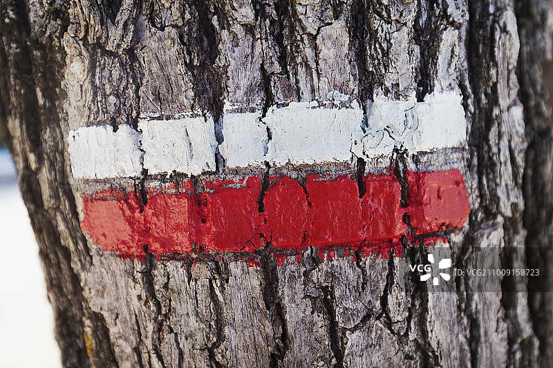 树皮上的两条白色和红色条纹图片素材