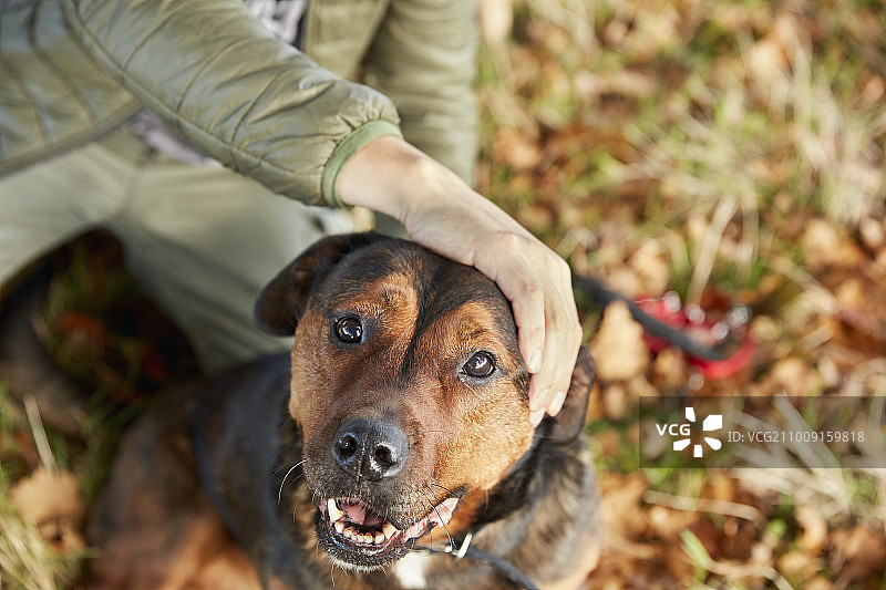 遛狗人抚摸着狗的头部图片素材