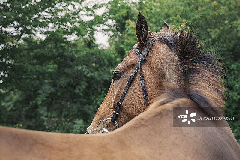 马在围场里转头的特写图片素材