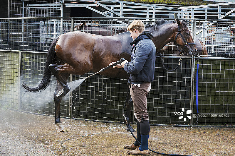 男人在锻炼后给纯种马冲洗图片素材