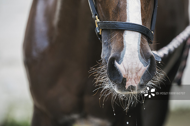 头部有白色斑纹的马的特写镜头图片素材