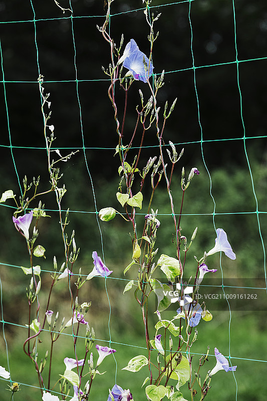 生长在绿色花园网上的旋花藤蔓图片素材