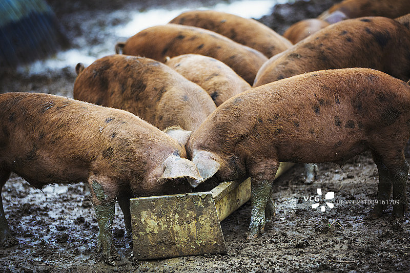 一群猪在食槽里吃东西图片素材